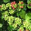 DALAKON Italian Espresso Blend Coffee Beans (250g)