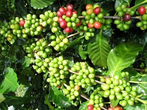DALAKON Italian Espresso Blend Coffee Beans (250g)